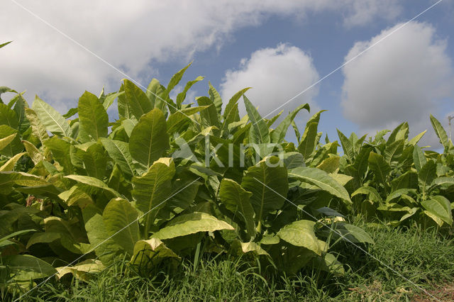 Large Tobacco (Nicotiana tabacum)