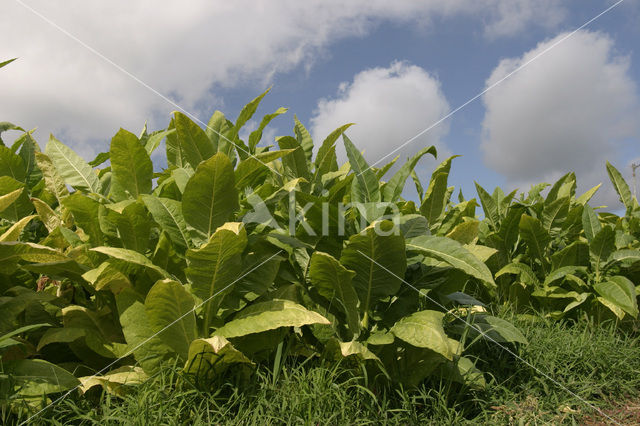 Tabak (Nicotiana tabacum)