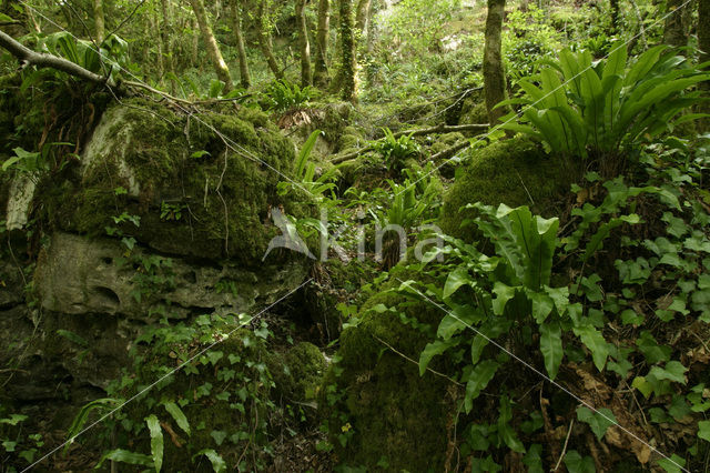 Hartstonque (Asplenium scolopendrium)