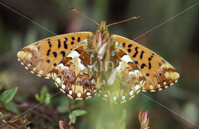 Cranberry Fritillary (Boloria aquilonaris)