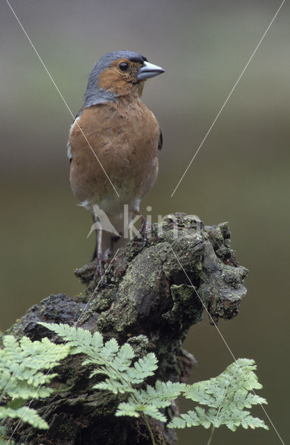 Chaffinch (Fringilla coelebs)