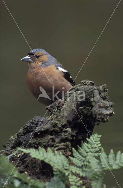 Chaffinch (Fringilla coelebs)