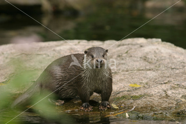 European Otter (Lutra lutra)
