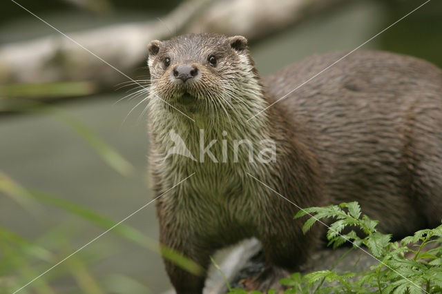 Visotter
