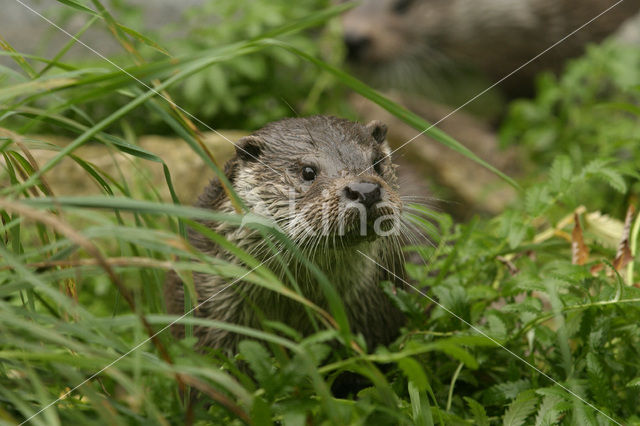 European Otter (Lutra lutra)