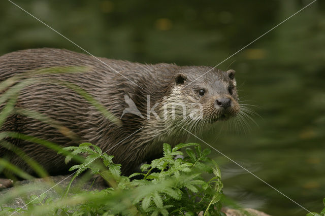 European Otter (Lutra lutra)