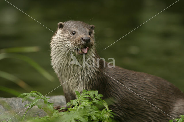 Visotter