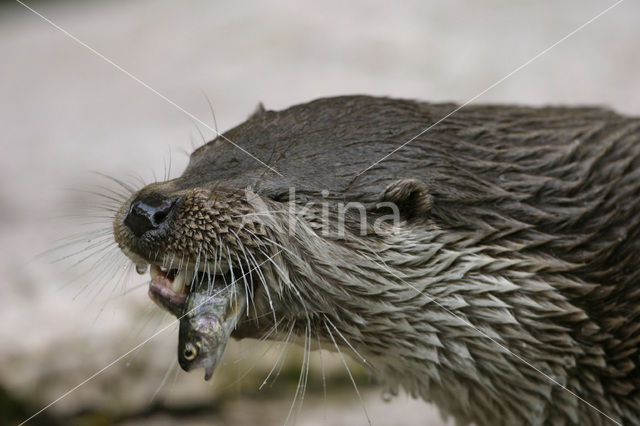 European Otter (Lutra lutra)
