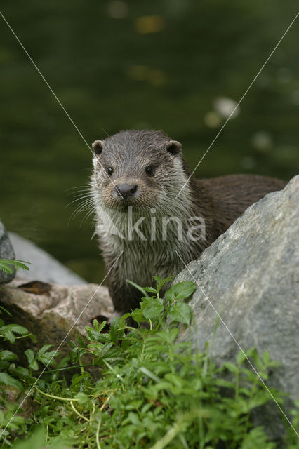 European Otter (Lutra lutra)