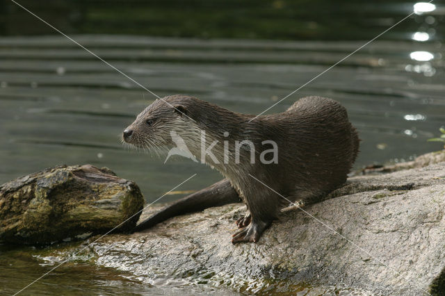 Visotter