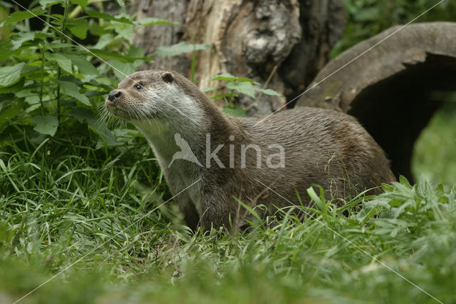 European Otter (Lutra lutra)