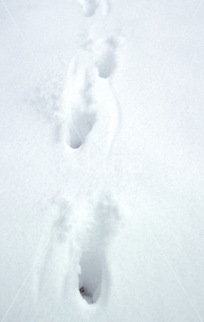 Vos (Vulpes vulpes)