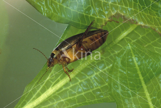 Waterbeetle (Graphoderus cinereus)