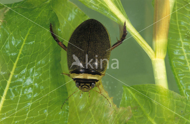 Waterkever (Graphoderus cinereus)