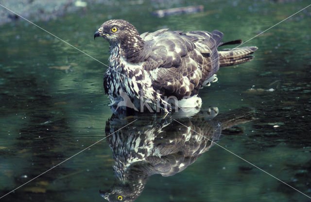 Honey Buzzard (Pernis apivorus)