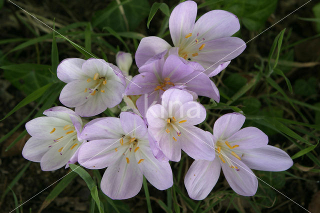 Meadow Saffron (Colchicum autumnale)