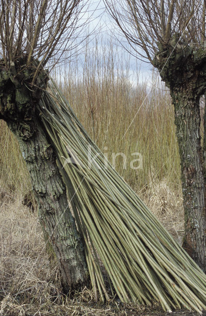 Wilg (Salix)