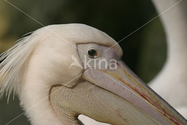 Eastern white pelican (Pelecanus onocrotalus)