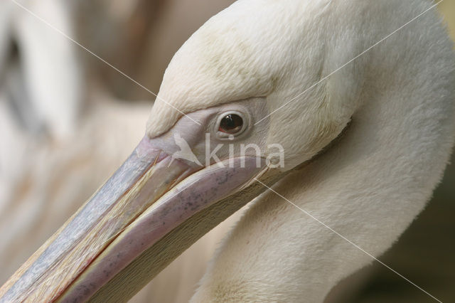 Roze Pelikaan (Pelecanus onocrotalus)