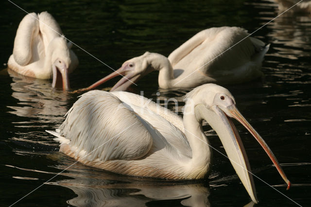 Eastern white pelican (Pelecanus onocrotalus)