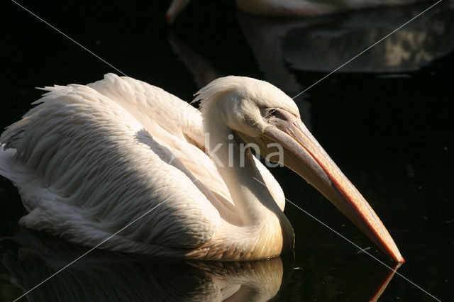 Roze Pelikaan (Pelecanus onocrotalus)