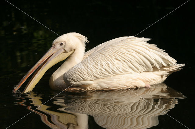 Eastern white pelican (Pelecanus onocrotalus)