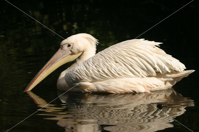 Roze Pelikaan (Pelecanus onocrotalus)