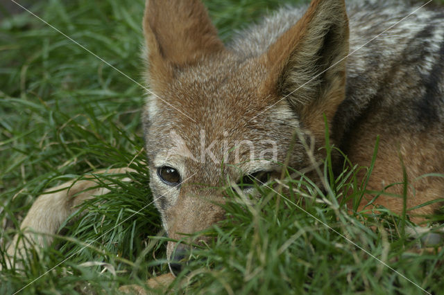 Zadeljakhals (Canis mesomelas)