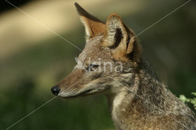 black-backed jackal (Canis mesomelas)