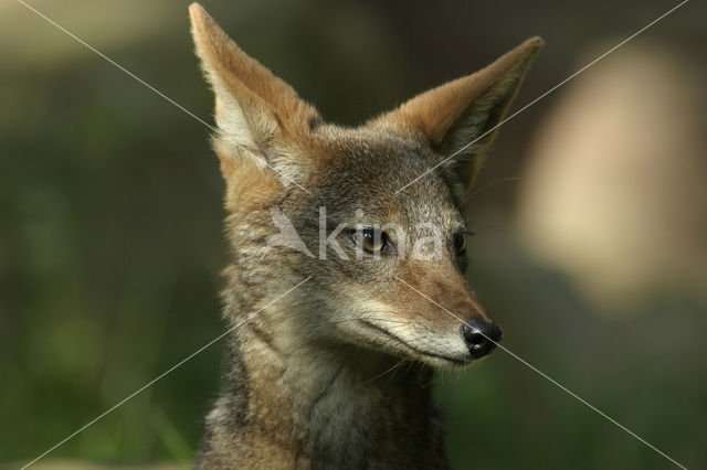 Zadeljakhals (Canis mesomelas)