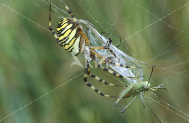 wasp spider (Argiope bruennichi)