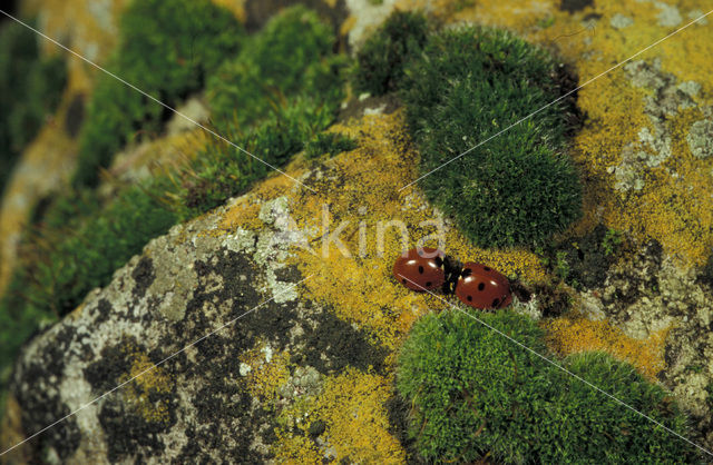 Zevenstippelig lieveheersbeestje (Coccinella septempunctata