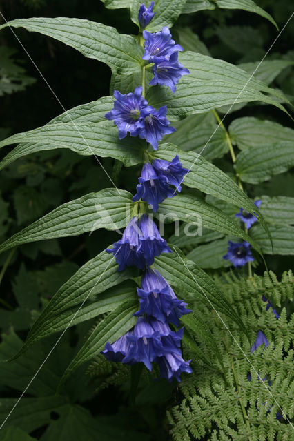 willow-leaf gentian (Gentiana asclepiadea)