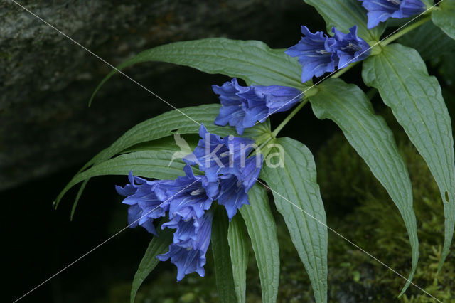 Zijdeplant gentiaan (Gentiana asclepiadea)