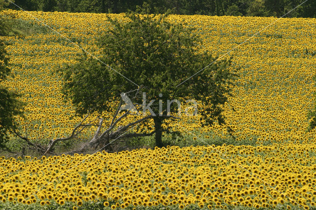 Common Annual Sunflower (Helianthus annuus)