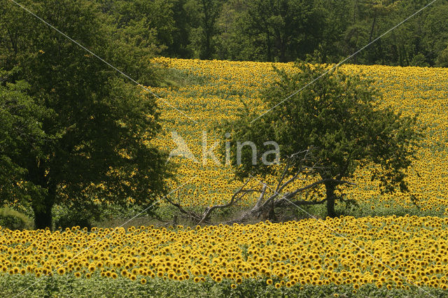 Zonnebloem (Helianthus annuus)