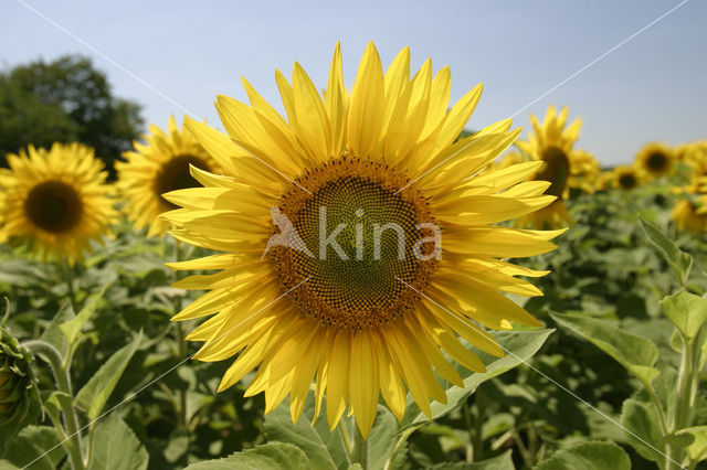 Common Annual Sunflower (Helianthus annuus)