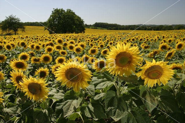 Zonnebloem (Helianthus annuus)