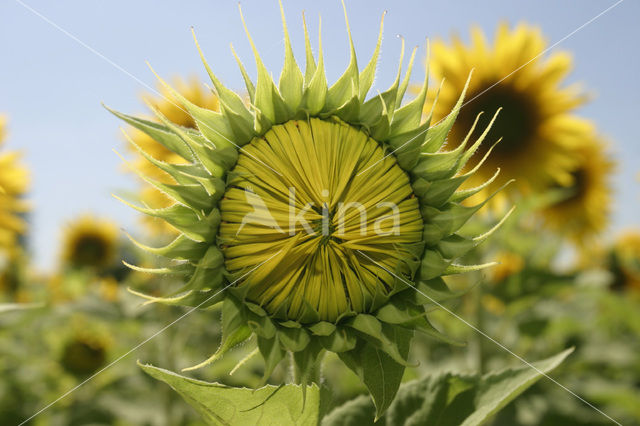 Zonnebloem (Helianthus annuus)