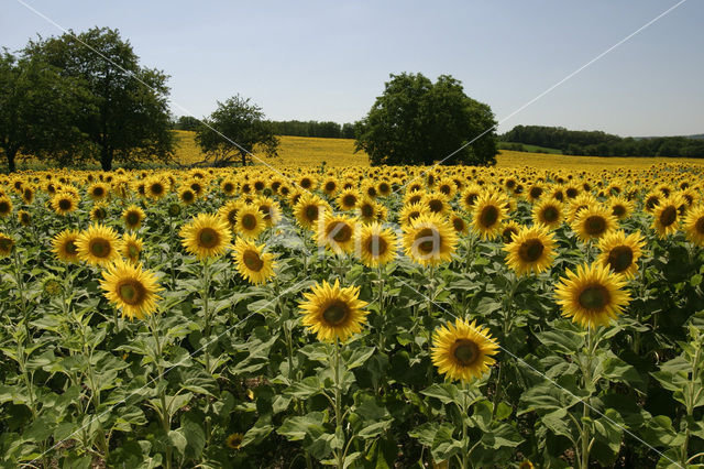 Common Annual Sunflower (Helianthus annuus)