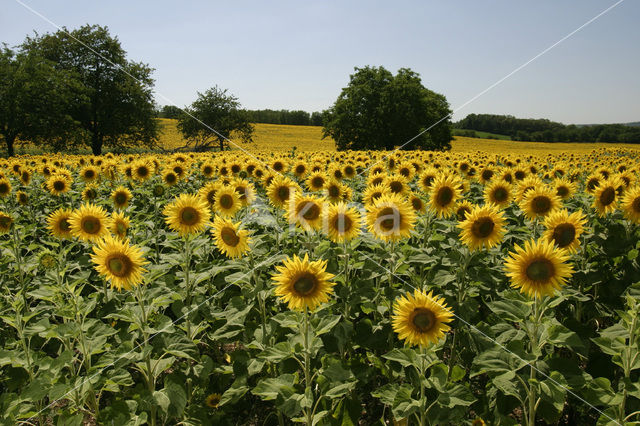 Zonnebloem (Helianthus annuus)