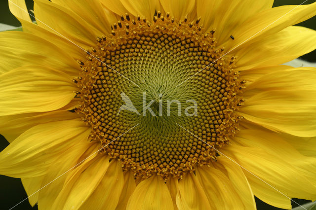 Common Annual Sunflower (Helianthus annuus)
