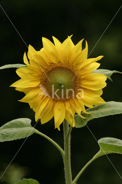 Zonnebloem (Helianthus annuus)