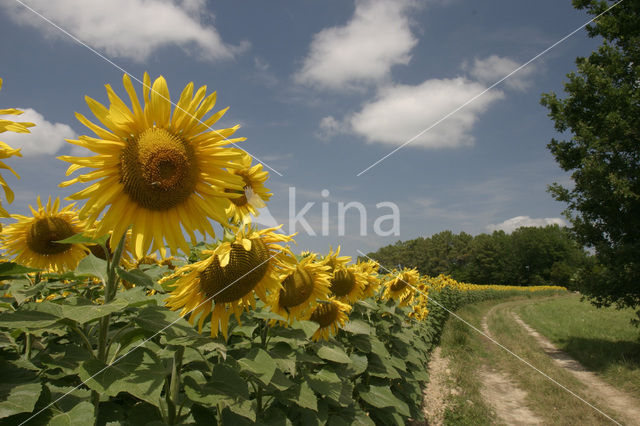 Zonnebloem (Helianthus annuus)