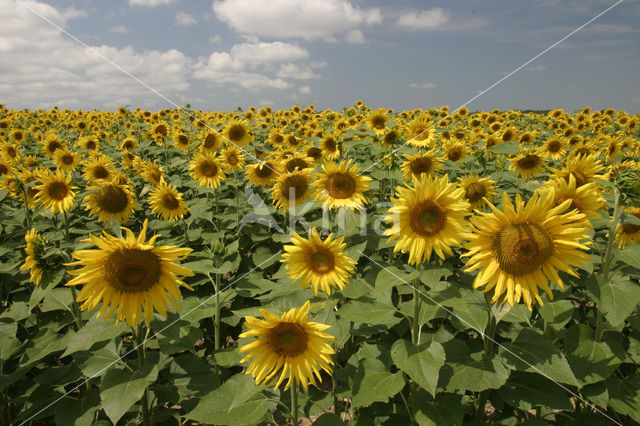 Zonnebloem (Helianthus annuus)