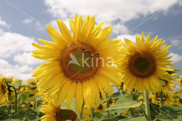 Common Annual Sunflower (Helianthus annuus)