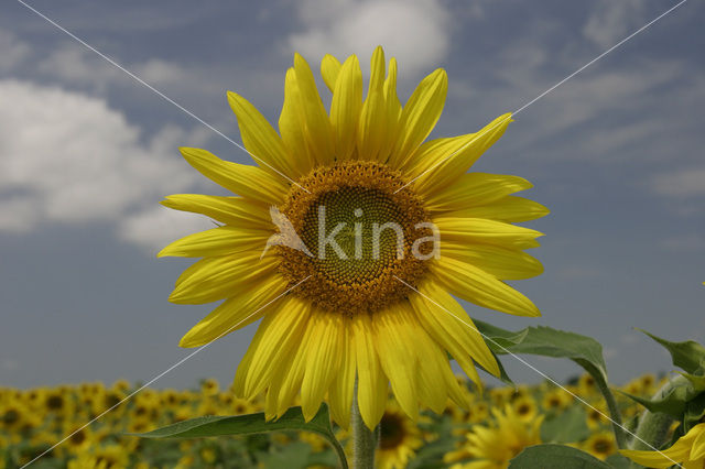 Zonnebloem (Helianthus annuus)