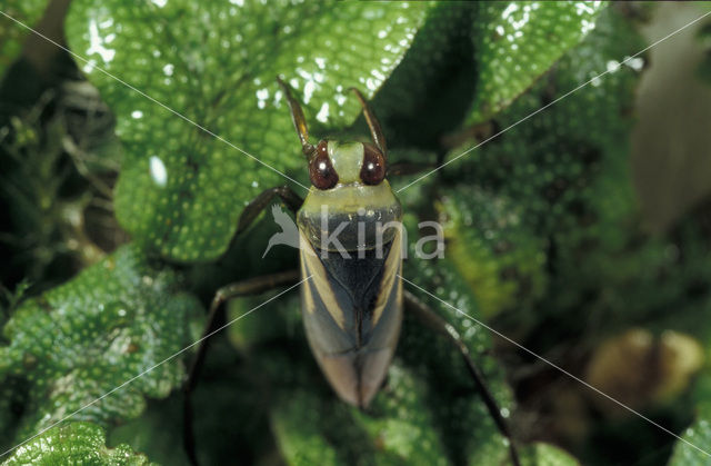 Zwart bootsmannetje (Notonecta obliqua)