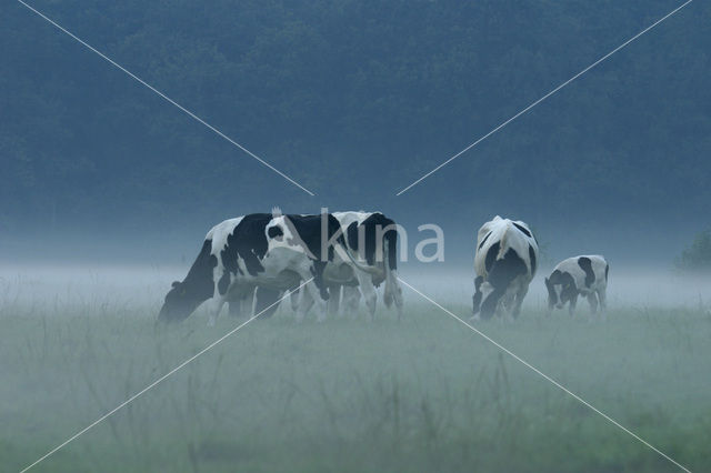 Mottled Cow (Bos domesticus)