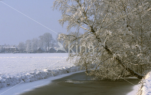 Zwarte els (Alnus glutinosa)